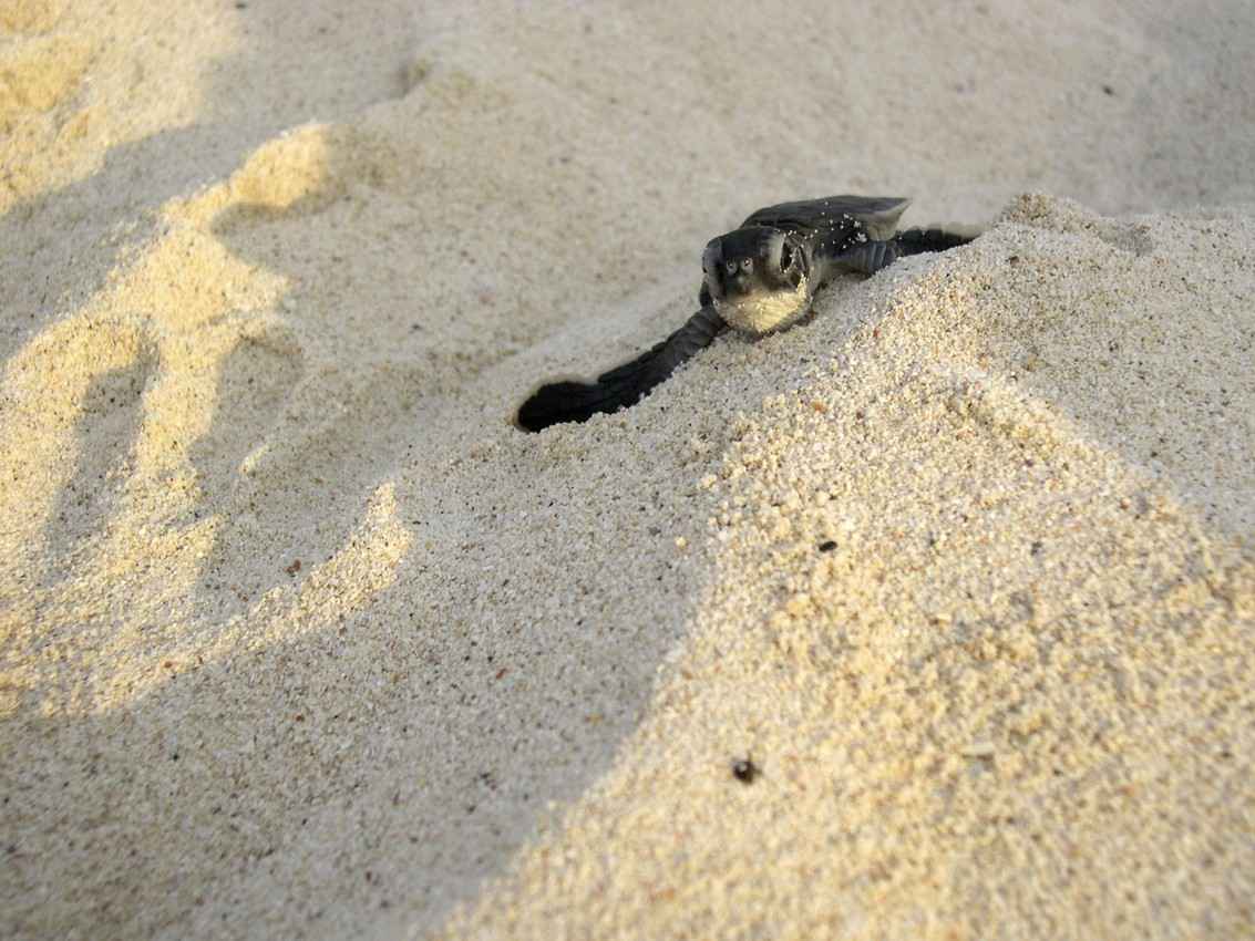 An adorable baby sea turtle on the Akumal beach.