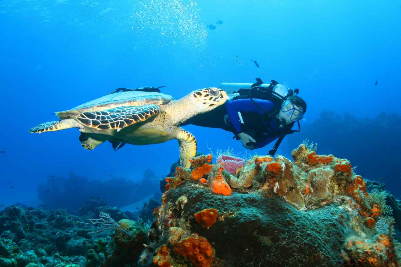 A scuba diver swimming near a sea turtle.