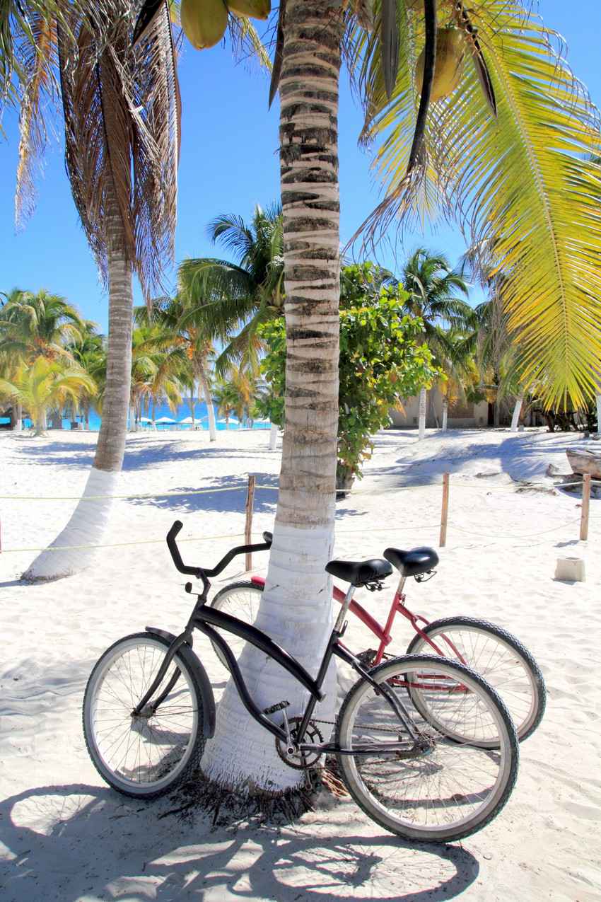 Two rental bikes attached to a tree near the beach.