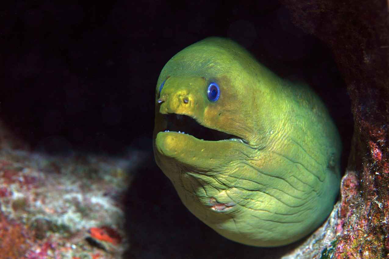 A green and yellow eel hiding in the reef.