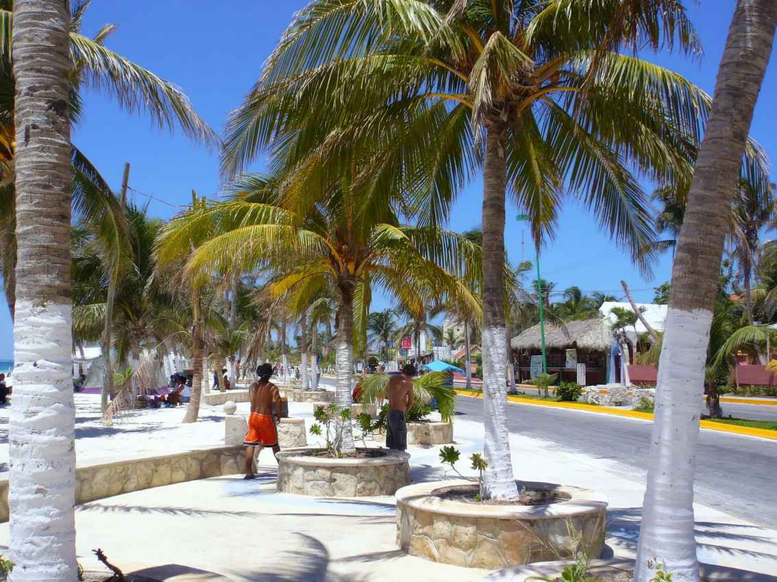Several tropical trees and palapa roofs that are very common in downtown Playa Del Carmen.