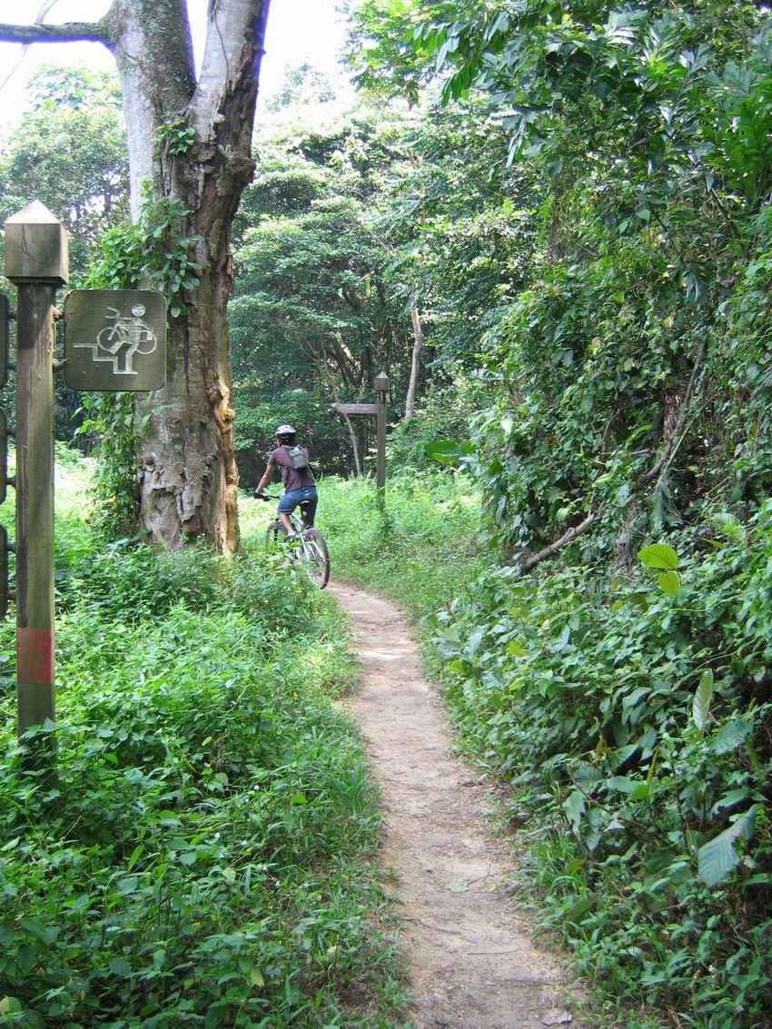 A man with a helmet riding a bike on a skinny jungle trail.