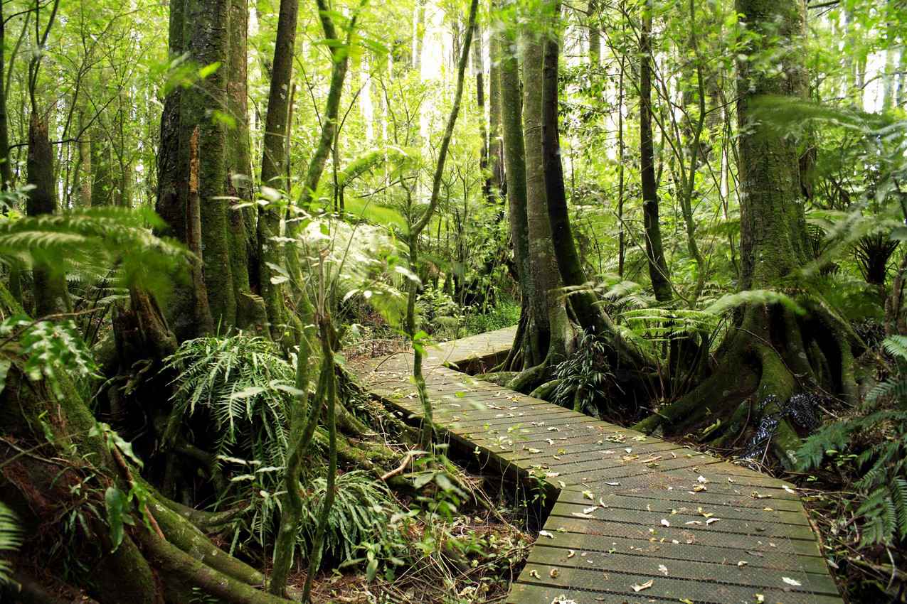 A wooden path through the jungle.