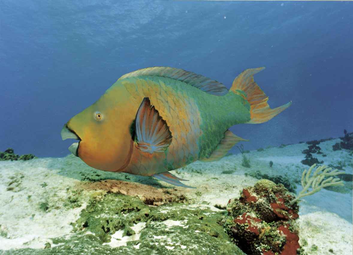 An ugly fish in the Caribbean.