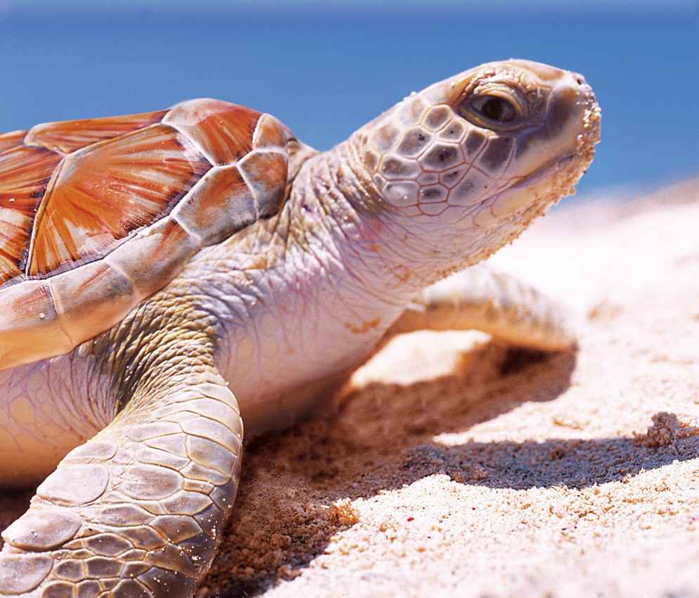 A sea turtle on the beach near Akumal Mexico.