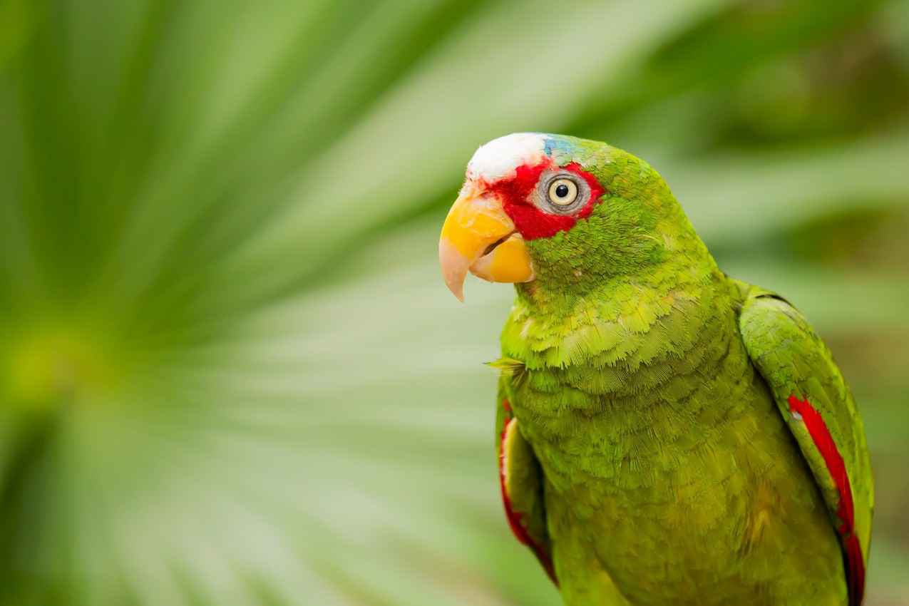 A wild parrot seen in the jungle during a Playa Del Carmen tour.