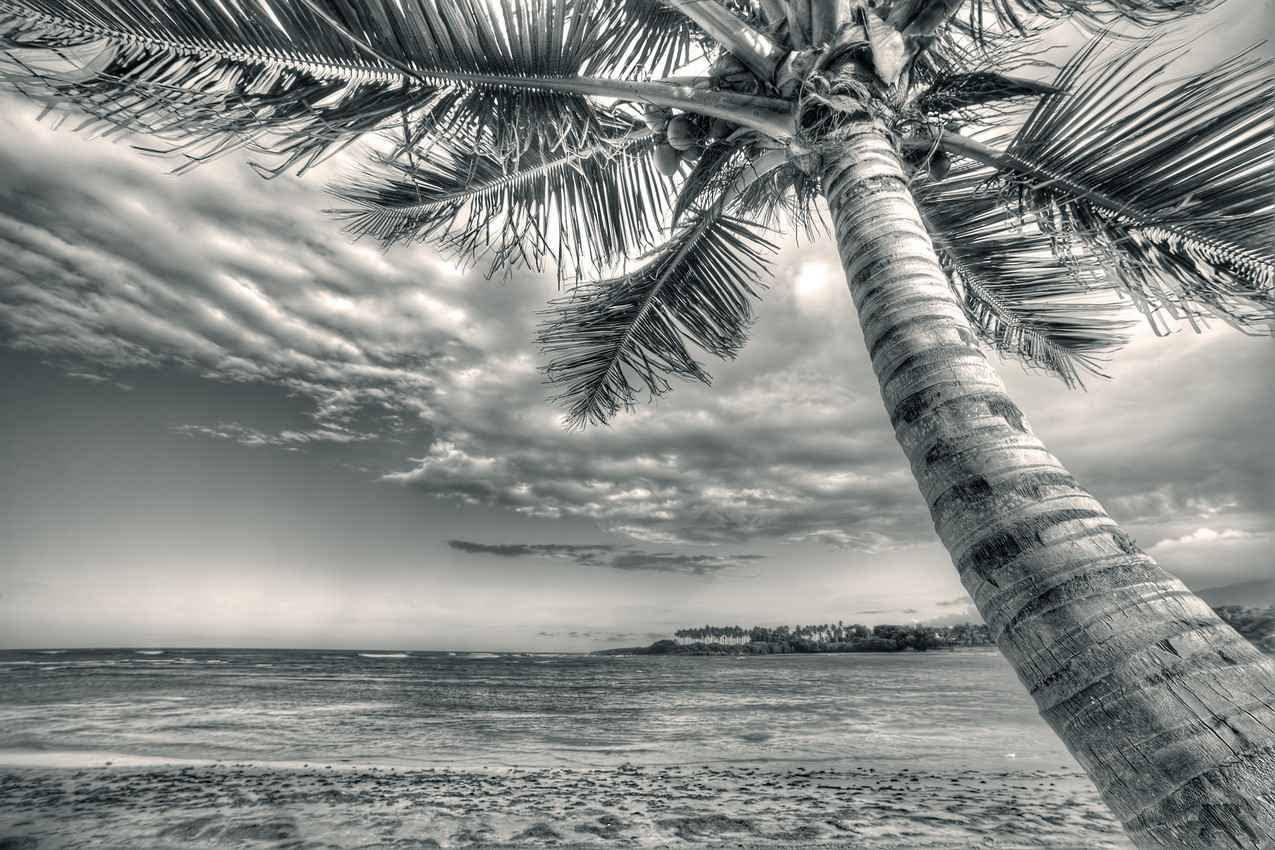 A palm tree and beach photograph near Playa Del Carmen that it is enhanced with black and white.
