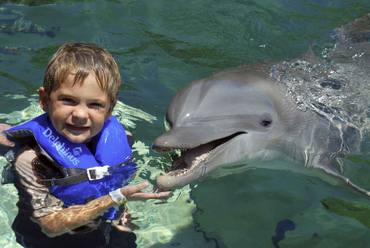 A young boy touching a dolphin.