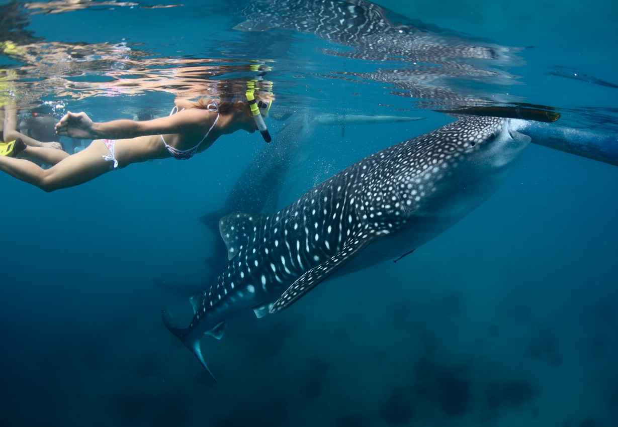 A hot woman in a skimpy bikini swimming next to a whale shark near the Cozumel coastline.