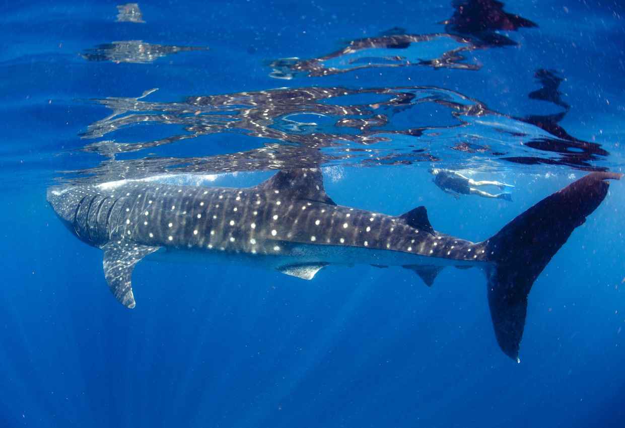 A snorkeler swimming next to a whale shark in the Caribbean Sea near Playa Del Carmen.