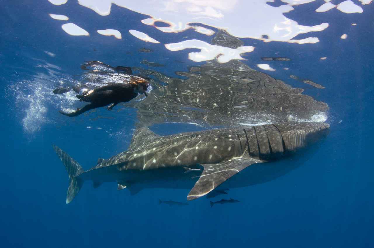 A snorkeler swimming next to a whale shark that has several remora fish underneath it.