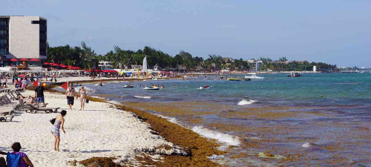 A beach in Playa Del Carmen with lots of seaweed.