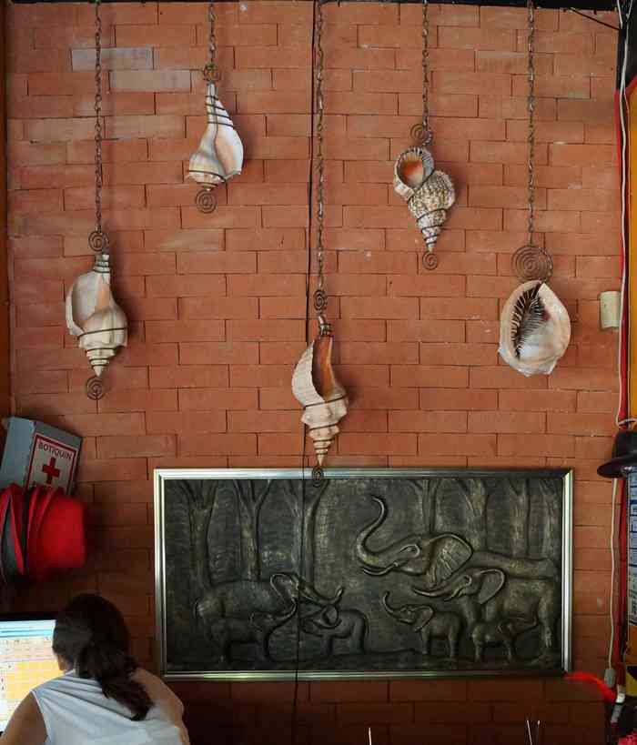 A number of beautiful shells hanging from the wall at the Chicago Beef restaurant in Playa Del Carmen.