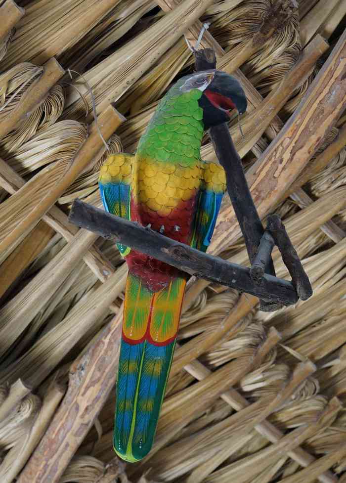 A parrot hanging from the bar at the Luna Blue Hotel.