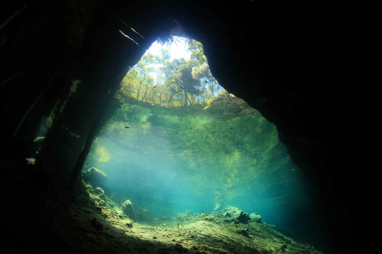 Looking out of a cenote at the sky from underwater.