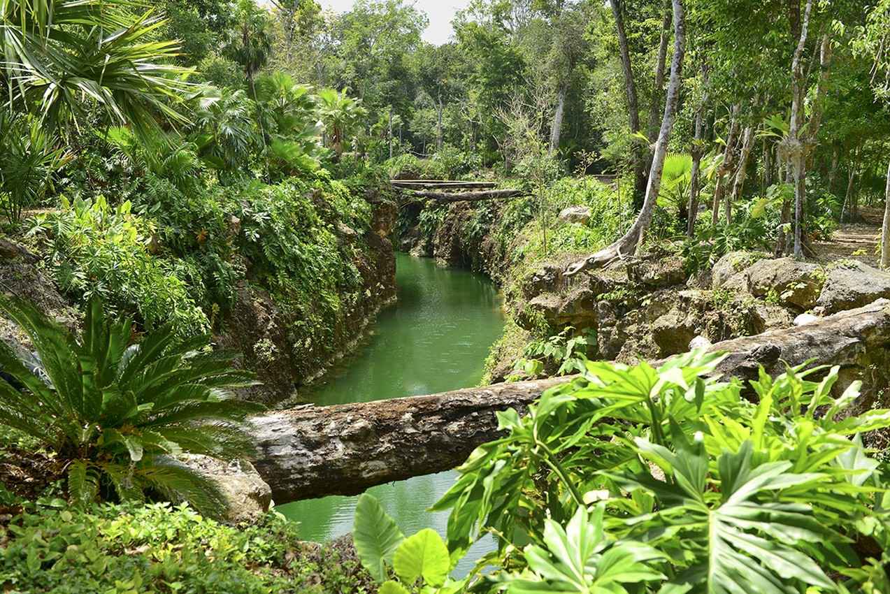 A small river near one of the local cenote.