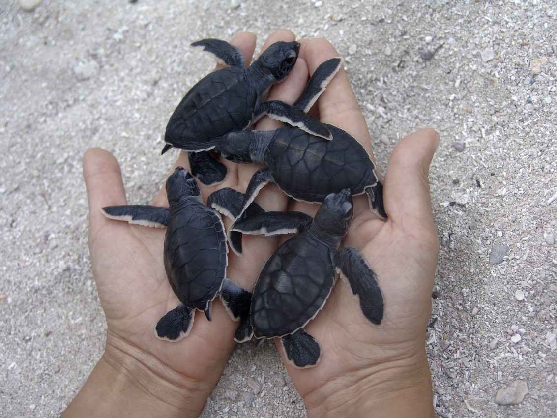 A man holding four baby sea turtles in his hands.