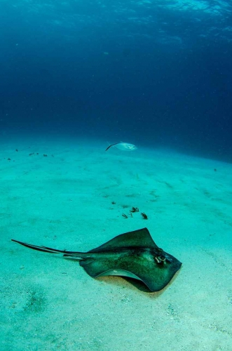 A ray visible in shallow water near the reef.