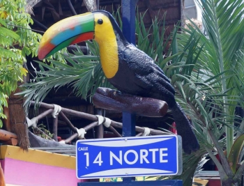 A large tropical bird that is on top of a street sign post in Playa Del Carmen.