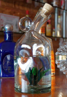 A bottle of Mexican tequila with a glass agave plant in the bottom.