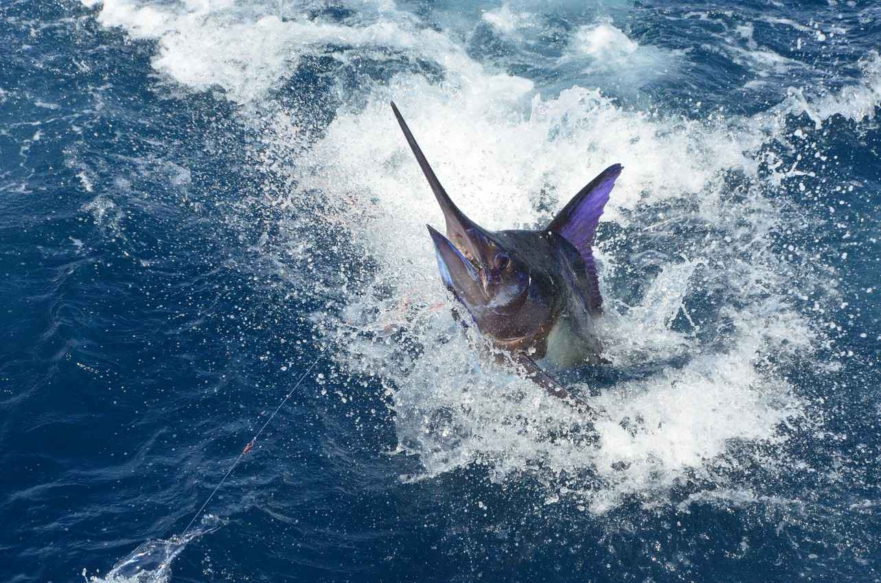 A large swordfish caught and fighting at sea.