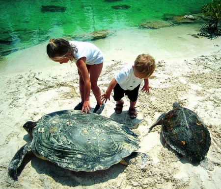 Two children playing with several large sea turtles at a beach.