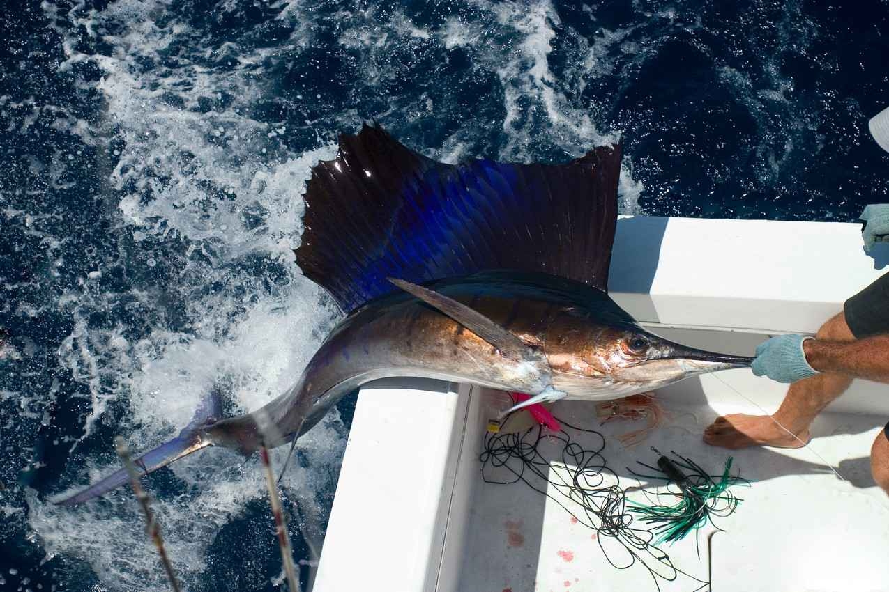 A large sailfish that is being pulled out of the ocean during a Playa Del Carmen fishing trip.