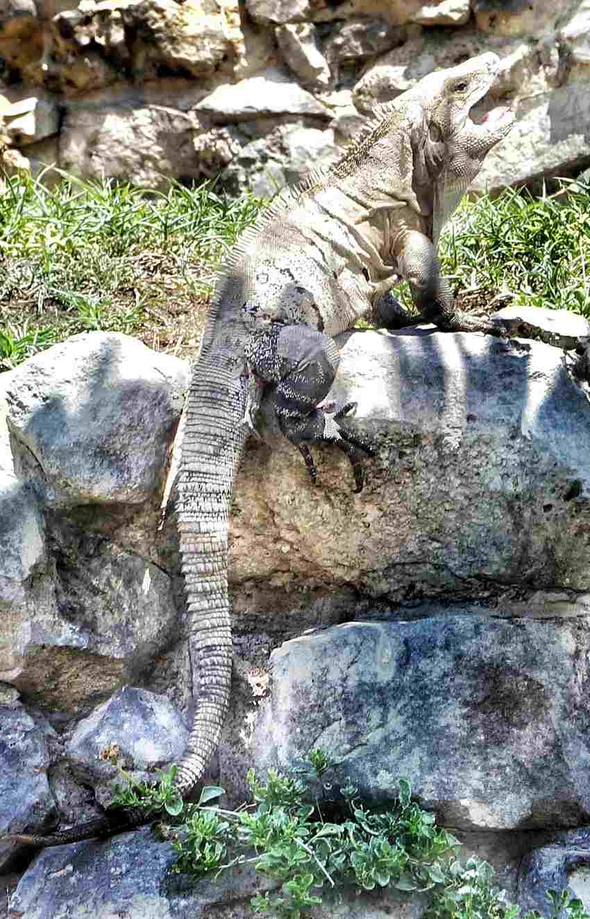 An iguana sitting on top of some historical Mayan ruins.