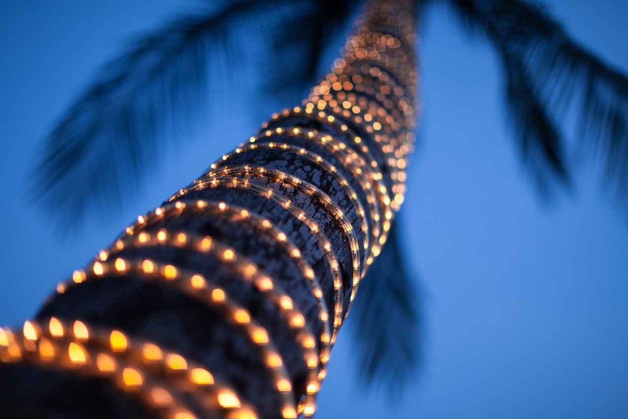 A palm tree covered with string lighting as seen at night.