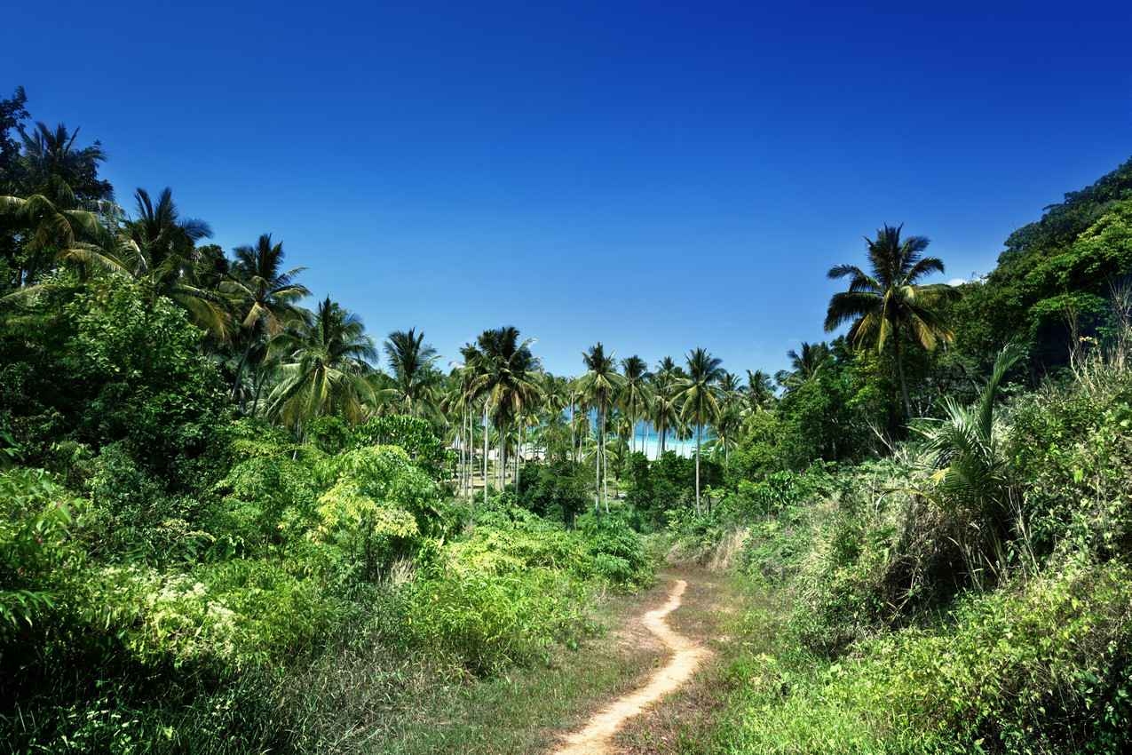 A trail that runs through the jungle leading to a secluded beach.