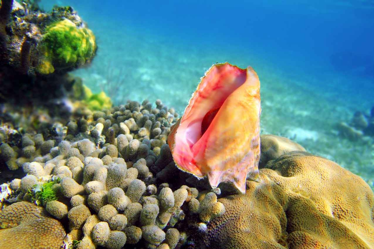 A colorful shell as seen while snorkeling near Cozumel Island.