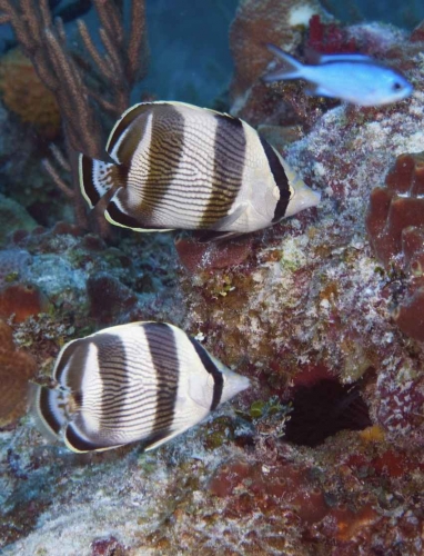 Several black-and-white fish swimming near the reef.