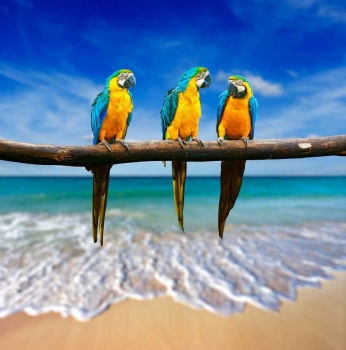 Three parrots on a branch in front of a beach in Quintana Roo Mexico.