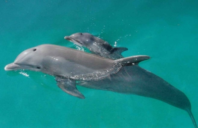 A baby dolphin swimming with its mother or father.