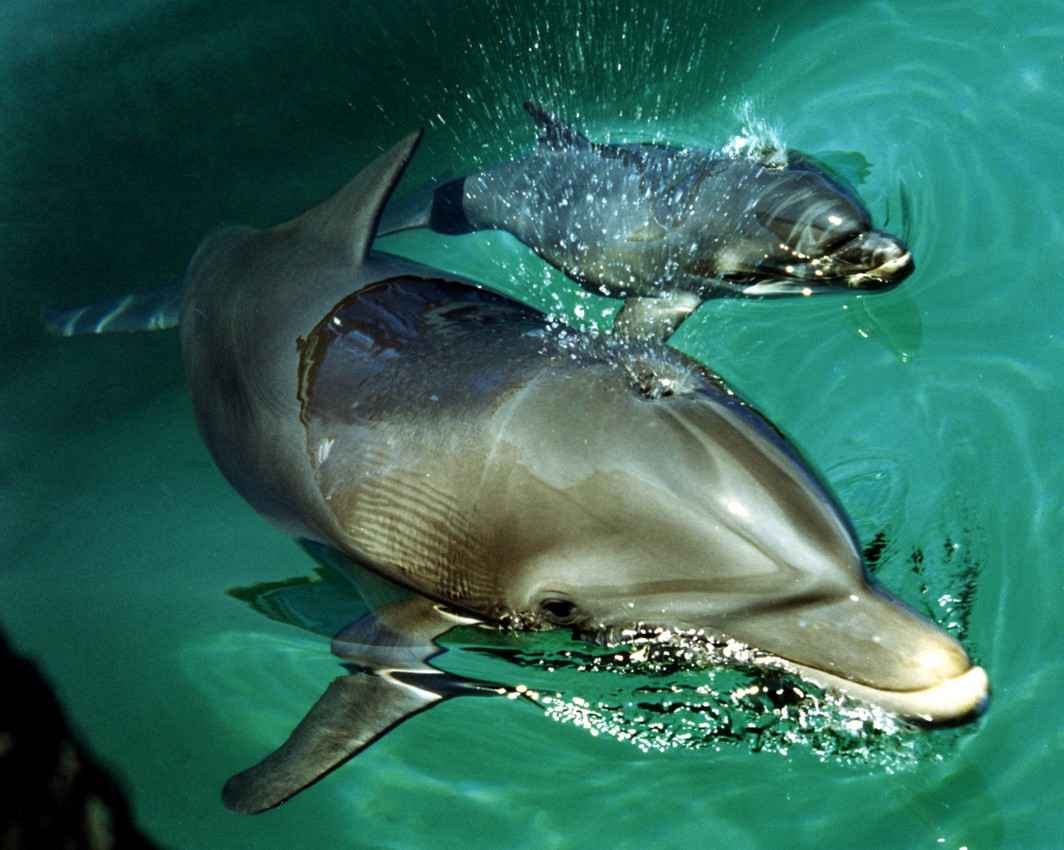 A mother dolphin blowing water into the air while swimming with a baby dolphin.