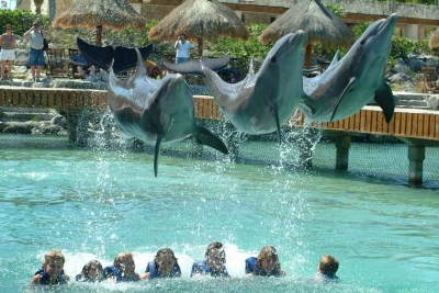 Three dolphins jumping over seven children who are swimming in a pool at Xcaret.