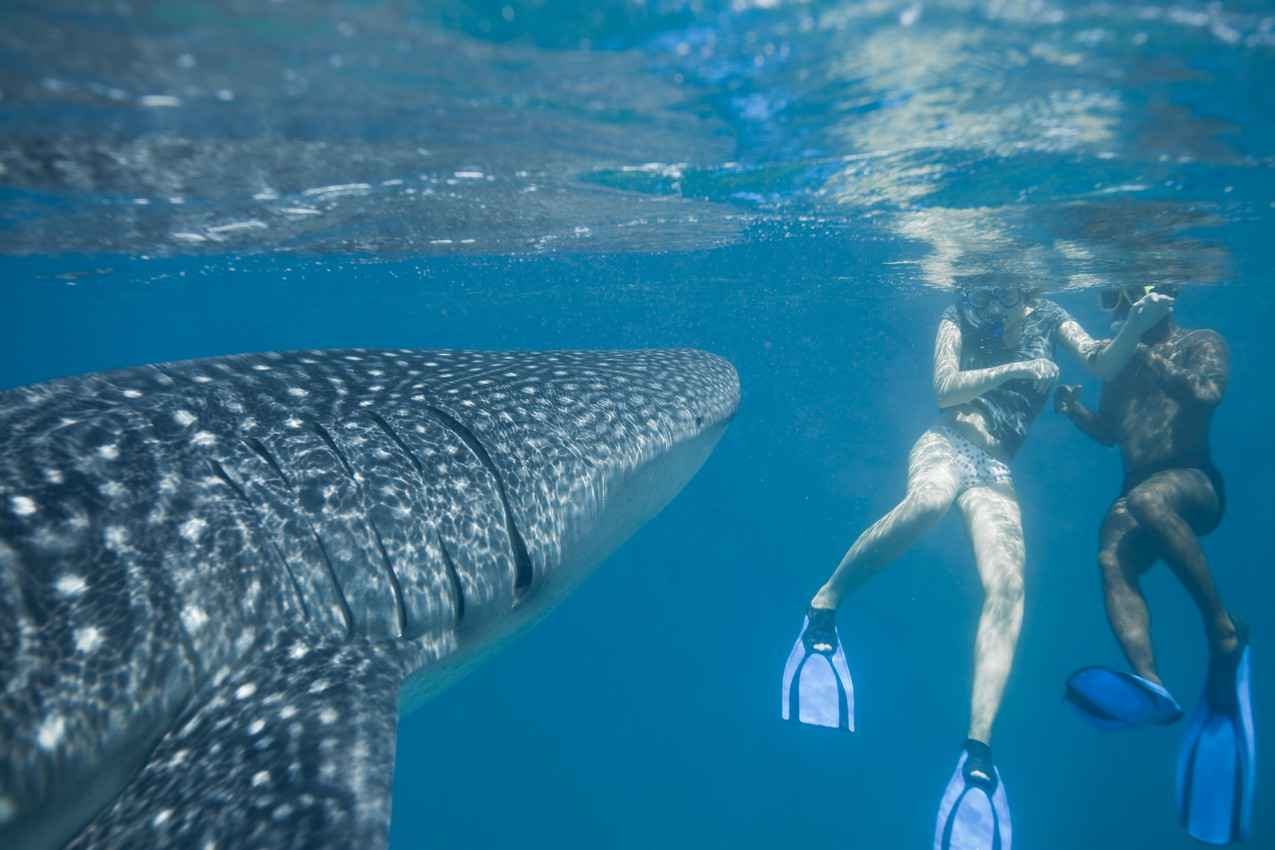 The Mexican snorkeling instructor teaching a woman how to correctly swim with whale sharks.