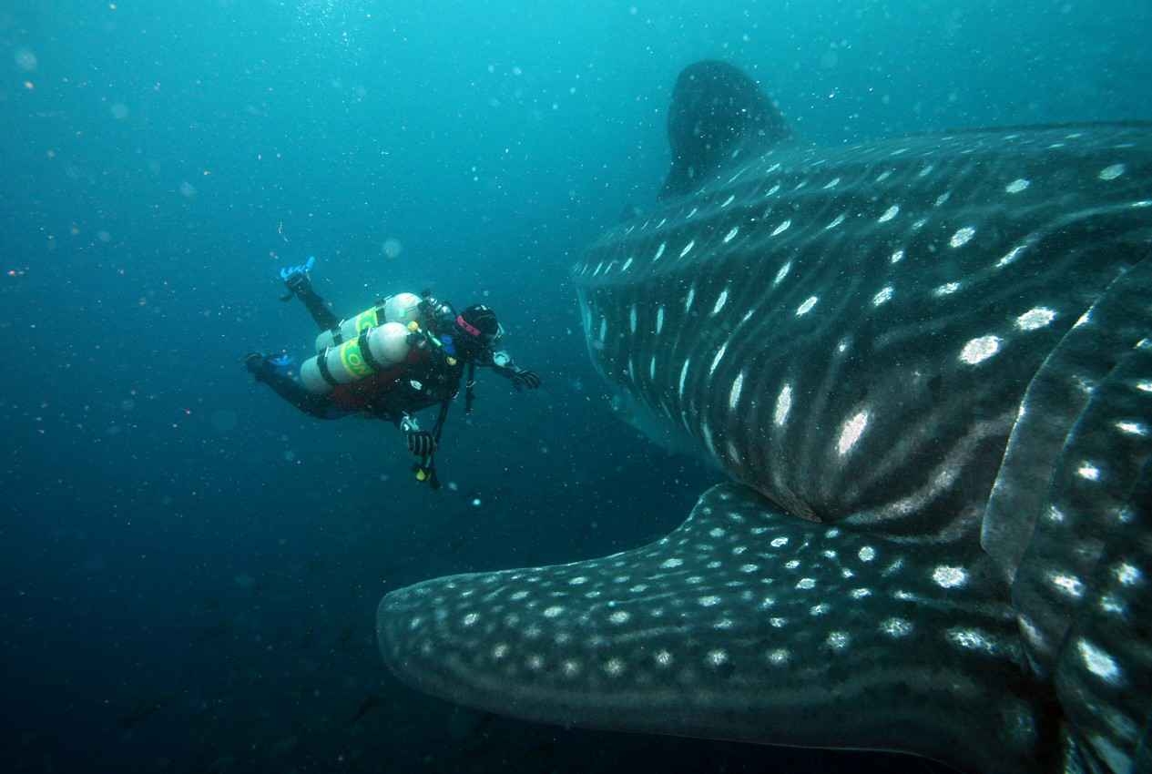 A scuba diver with several tanks swimming near a whale shark in the ocean.
