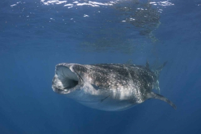A whale shark with its mouth open sucking in seawater while feeding.