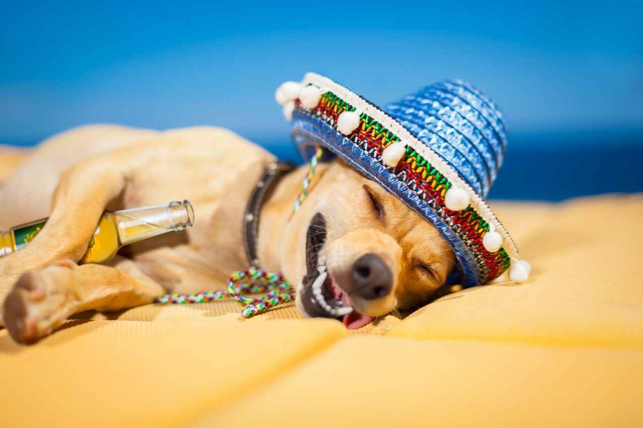 A drunk Mexican dog wearing a sombrero and holding a beer between his legs.